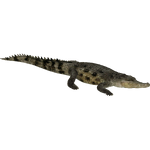 Saltwater Crocodile (Whalebite)