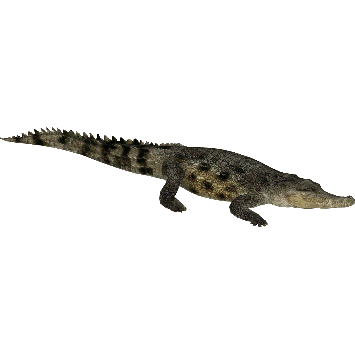 Saltwater Crocodile, Planet Zoo Wiki