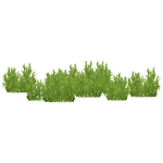 Weeds (Tigress) (420 KB) Weeds (Tigress)