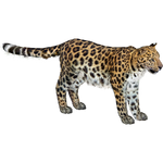 North Chinese Leopard (Havok1199)