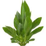 Anubias nangi (PaJaS30) (375 KB) Anubias nangi (PaJaS30)