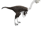 Gigantoraptor (16529950)