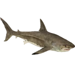 Great White Shark (Zerosvalmont) (362 KB) Great White Shark (Zerosvalmont)
