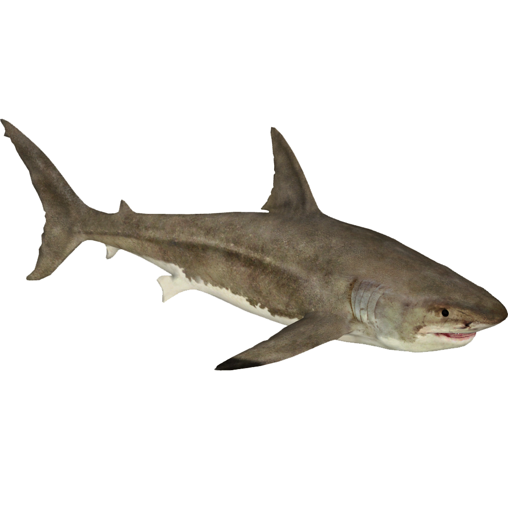 Great White Shark (Zerosvalmont) | ZT2 Download Library Wiki
