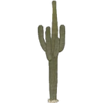 Saguaro (Aurora Designs)