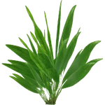 Anubias lanceolata (PaJaS30) (401 KB) Anubias lanceolata (PaJaS30)