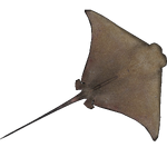 Cownose Ray (Natural Designs)