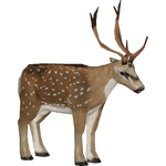 Axis Deer (Jannick)