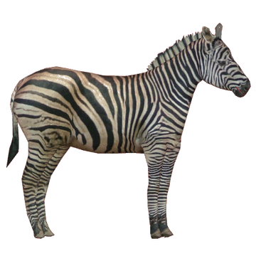 YellowKorner 限定版芸術写真 The Chapman’s Zebra YellowKorner 限定版芸術写真 The Chapman's Zebra