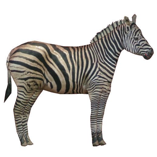 YellowKorner 限定版芸術写真 The Chapman’s Zebra Photo Zebra - Purchase of Zebra Photography in Limited Editions