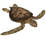 Green Sea Turtle (Aurora Designs) (41 KB) Green Sea Turtle (Aurora Designs)