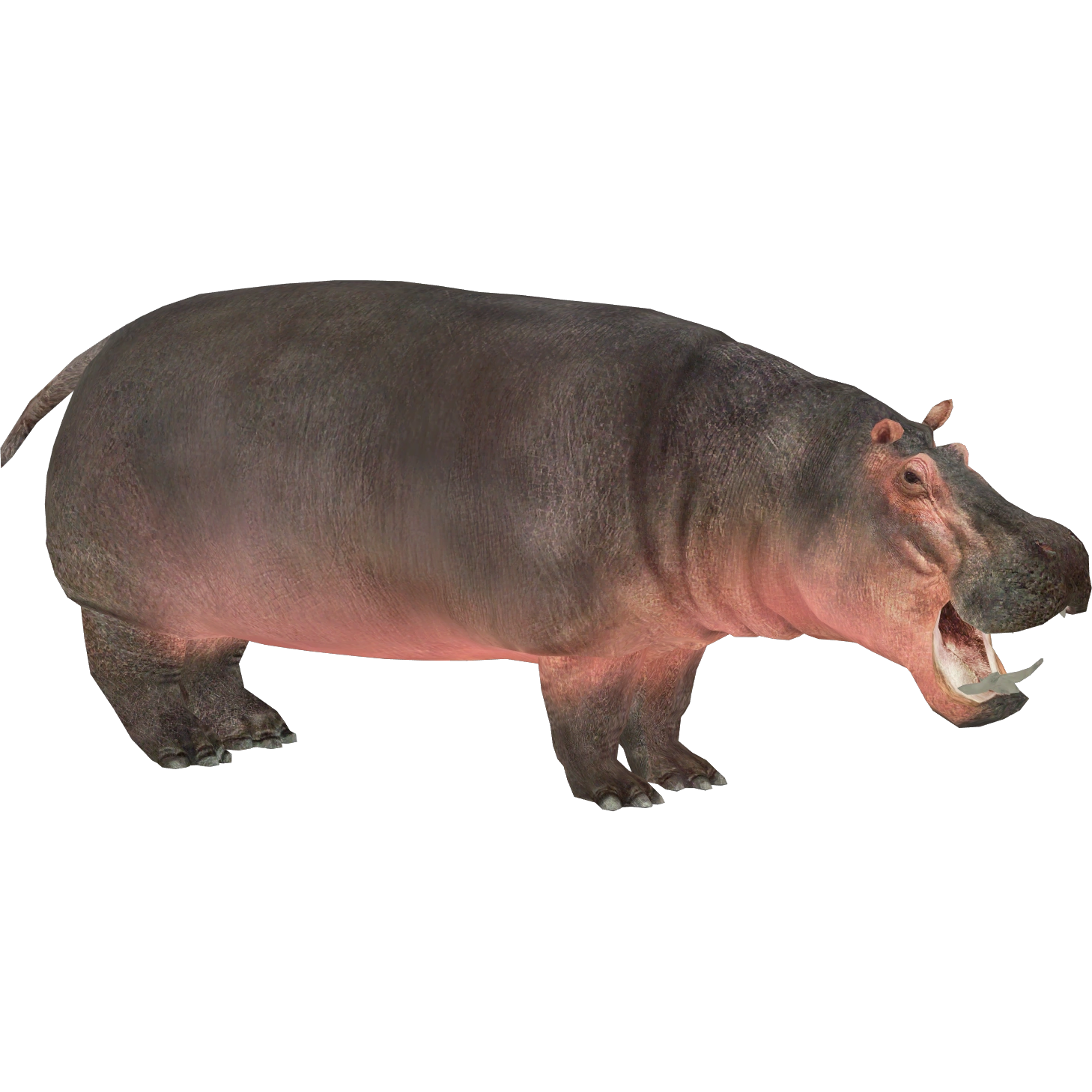 Hippopotamus (Aurora Designs) | ZT2 Download Library Wiki | Fandom