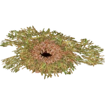 Mealworms Food (Holden)