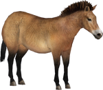 Przewalski's Wild Horse (Eryel)