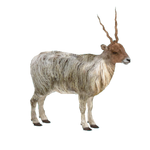 Racka Sheep (Milchman, Platypus, RazvanM &Thom)