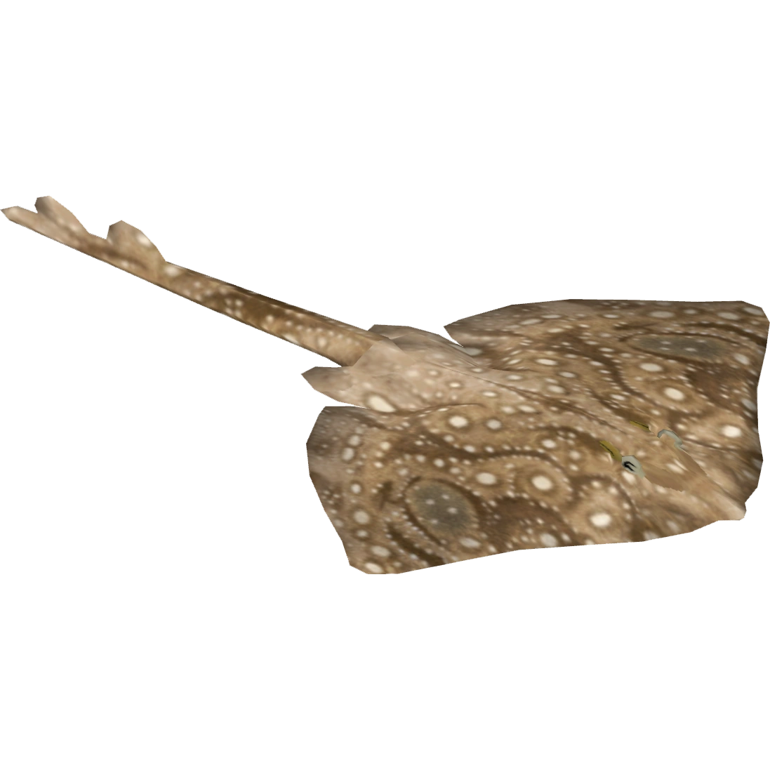Undulate Ray (Tiger Claw Designs) | ZT2 Download Library Wiki | Fandom
