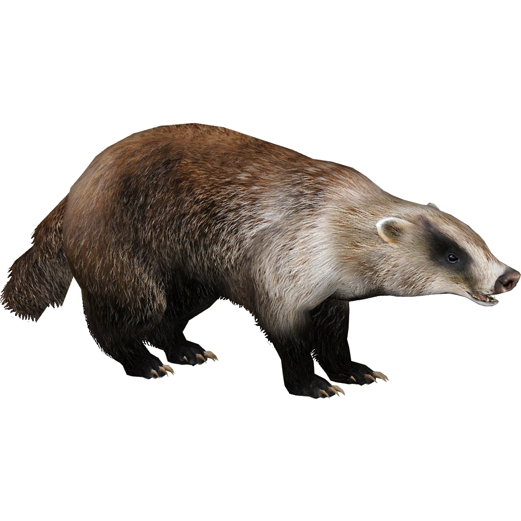 барсук сбоку. белый барсук. барсук картинка для детей на прозрачном фоне. покемон барсук. барсука фон.