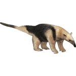 Northern Tamandua (Zerosvalmont)