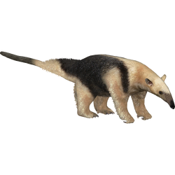 Southern tamandua transparent background PNG cliparts free