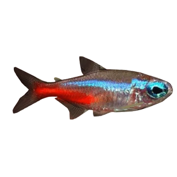 Neon Tetra (Thom) | ZT2 Download Library Wiki | Fandom