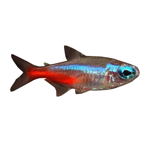 Neon Tetra (Thom), ZT2 Download Library Wiki