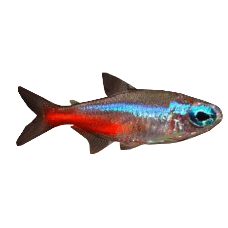 その他 TETRA Neon Tetra (Thom) | ZT2 Download Library Wiki | Fandom