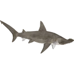 Scalloped Hammerhead (Demon Hunter) (463 KB) Scalloped Hammerhead (Demon Hunter)