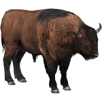 Steppe Bison (Tamara Henson)