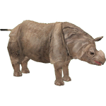 Indian Rhinoceros (DutchDesigns)