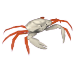 Madagascan Land Crab (Flish)