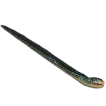 Eastern Glass Lizard (MiBound)