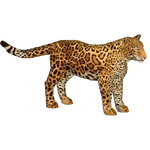 Jaguar (Mayer) (934 KB) Jaguar (Mayer)