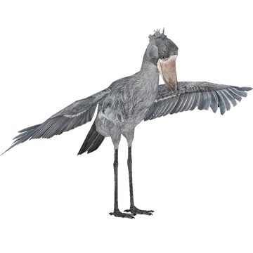 Shoebill (ZTABC Team) | ZT2 Download Library Wiki | Fandom