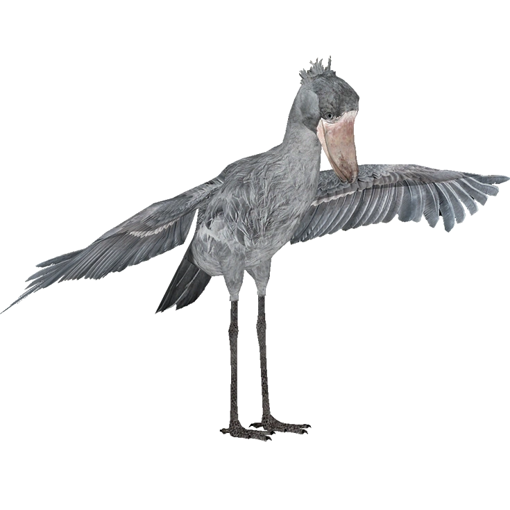Shoebill (ZTABC Team) | ZT2 Download Library Wiki | Fandom