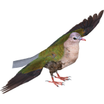 Common Emerald Dove (Deinonychus 110, Manuel & Samuel)