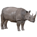 Northern White Rhinoceros (Robert)