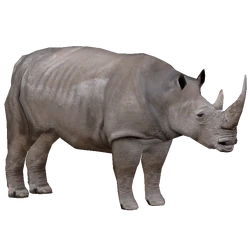 Category:Rhinos | ZT2 Download Library Wiki | Fandom