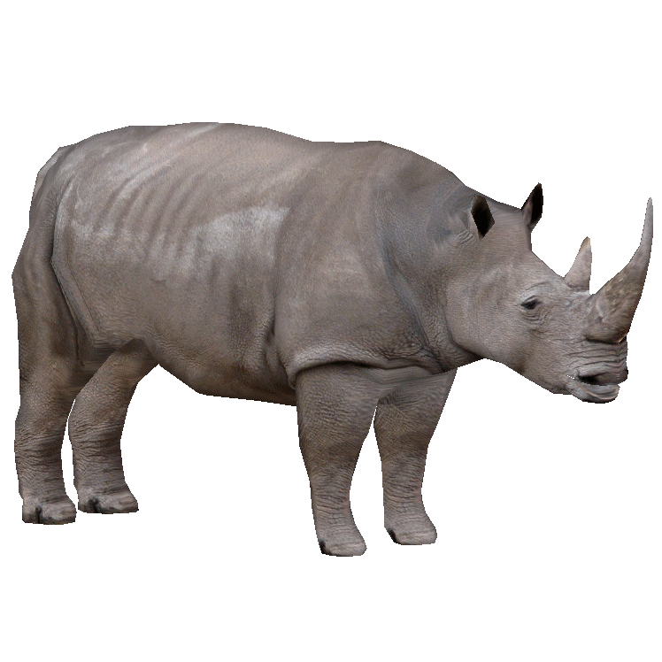 Northern White Rhinoceros (Robert) | ZT2 Download Library Northern White Rhinoceros (Robert) | ZT2 Download Library