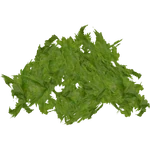 Spirogyra (Ulquiorra)