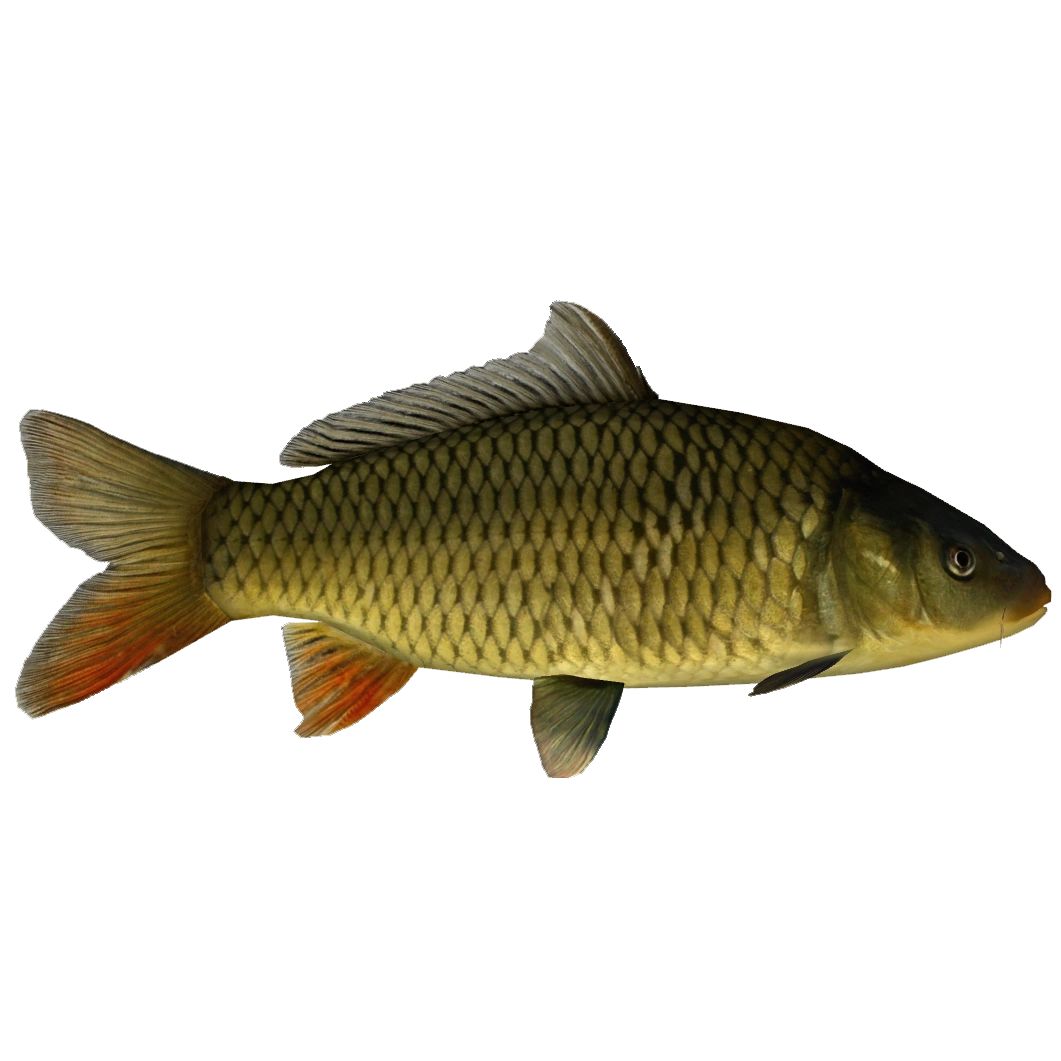 Common Carp (Ulquiorra) | ZT2 Download Library Wiki | Fandom