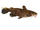 Flathead Catfish (Jules)