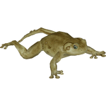Gastric Brooding Frog (ZoologicalBotanist)
