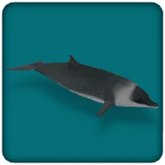 Hector's Beaked Whale (OO)