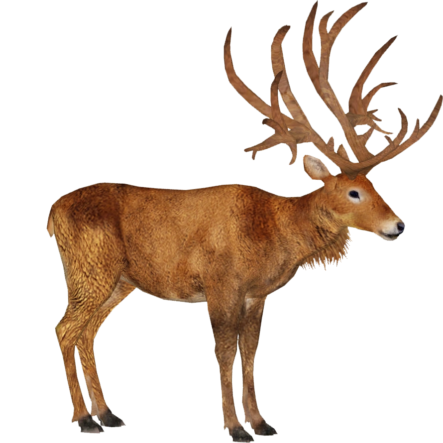 Schomburgk's Deer (Tamara Henson) | ZT2 Download Library