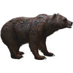 Ussuri Brown Bear (Havok1199)