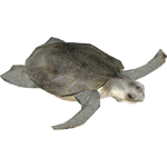 Flatback Turtle (Artifex)