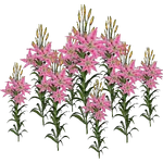 Oriental Lily (Demon Hunter)