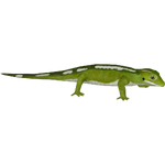 Auckland Green Gecko (Whalebite)