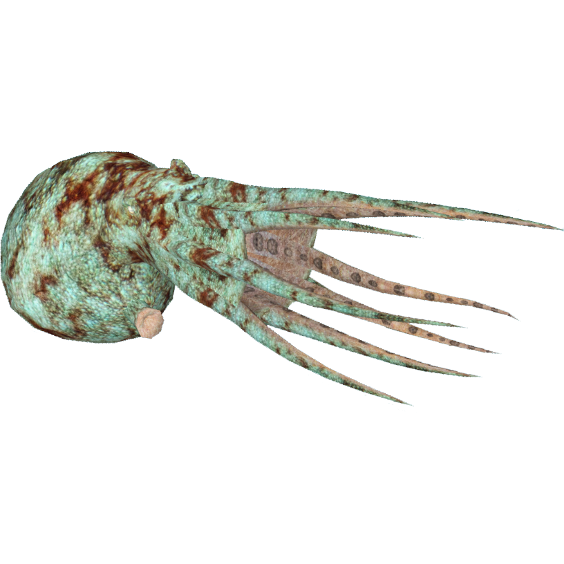 Caribbean Reef Octopus (Luca9108 & Maks) | ZT2 Download