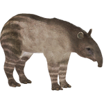 Webb's Tapir (Demon Hunter)